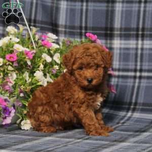 Zoomer, Toy Poodle Puppy